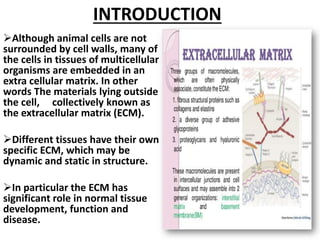 the extracellular matrix (ECM | PDF