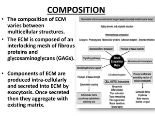 the extracellular matrix (ECM | PDF