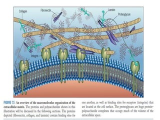the extracellular matrix (ECM | PDF