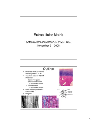 Extracellular Matrix
   Antonia Jameson Jordan, D.V.M., Ph.D.
             November 21, 2008




                                    Outline:
•  Overview of structural and
   signaling roles of ECM
•  Two main classes of ECM
   molecules
    –  Glycosaminoglycan
       polysaccharide chains
        •  Structure and function
    –  Fibrous proteins
        •  Structure and function
•  Basal lamina (basement
   membrane)
•  Integrins




                                               1
 