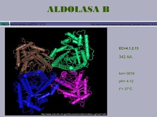 Errores del Metabolismo de la Fructosa | PPT