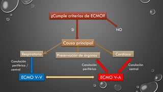 ¿Cumple criterios de ECMO?
Causa principal
SI NO
Respiratoria CardiacaPreservación de órganos
ECMO V-V ECMO V-A
Canulación
periférica /
central
Canulación
periférica
Canulación
central
 