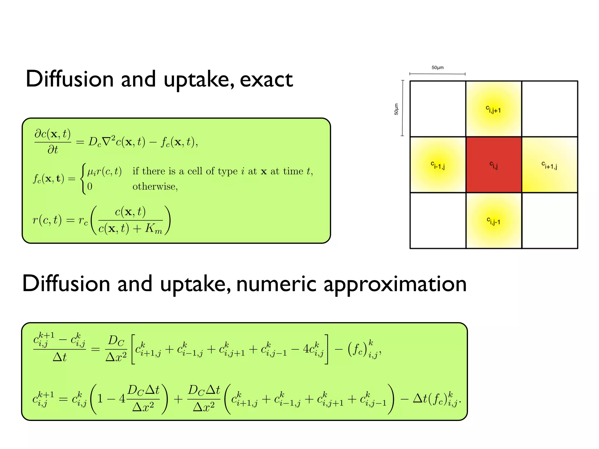 ∂c(x, t)
∂t
= Dc∇2
c(x, t) − fc(x, t), (1.1)
entration of oxygen at a given time t and position x, Dc is the
ygen, which we assume to be constant (providing linear, isotropic
governed by Michaelis-Menten kinetics and is deﬁned as:

µir(c, t) if there is a cell of type i at x at time t,
0 otherwise,
(1.2)
nd the labels H, S, P and T are used to refer to healthy, TIC, TAC
y. Here µi is deﬁned as the cell type-speciﬁc oxygen consumption
T ), which modulates r(c, t), the oxygen dependent consumption
r(c, t) = rc

c(x, t)
c(x, t) + Km

e the maximal uptate rate and eﬀective Michaelis-Menten con-
upplement equation (1.1) with the following initial and boundary
ith the oxygen in the domain set to c(x, 0) = c0 and all lattice
mal cells. In the case of a cancer simulation, we replace the center
e TIC. Vessels are placed throughout the domain at a prescribed
5
nt of oxygen equal to that carried in the arterial blood. This oxygen is then allowed
ﬀuse into the surrounding tissue.
he spatiotemporal evolution of the oxygen ﬁeld is described by the reaction-diﬀusion
al diﬀerential equation (PDE)
∂c(x, t)
∂t
= Dc∇2
c(x, t) − fc(x, t), (1.1)
e c(x, t) is the concentration of oxygen at a given time t and position x, Dc is the
ion coeﬃcient of oxygen, which we assume to be constant (providing linear, isotropic
ion) and fc(x, t) is governed by Michaelis-Menten kinetics and is deﬁned as:
fc(x, t) =

µir(c, t) if there is a cell of type i at x at time t,
0 otherwise,
(1.2)
e i ∈ {H, S, P, T} and the labels H, S, P and T are used to refer to healthy, TIC, TAC
TD cells respectively. Here µi is deﬁned as the cell type-speciﬁc oxygen consumption
ant (µH, µS, µP , µT ), which modulates r(c, t), the oxygen dependent consumption
deﬁned as
r(c, t) = rc

c(x, t)
c(x, t) + Km

e rc and Km denote the maximal uptate rate and eﬀective Michaelis-Menten con-
respectively. We supplement equation (1.1) with the following initial and boundary
tions. We begin with the oxygen in the domain set to c(x, 0) = c0 and all lattice
s occupied by normal cells. In the case of a cancer simulation, we replace the center
e point with a single TIC. Vessels are placed throughout the domain at a prescribed
5
source of oxygen occupying one lattice point, are placed randomly
ce at the start of a given simulation, with a speciﬁed spatial density
we neglect vascular remodelling. Each vessel is assumed to carry an
ual to that carried in the arterial blood. This oxygen is then allowed
rrounding tissue.
ral evolution of the oxygen ﬁeld is described by the reaction-diﬀusion
quation (PDE)
∂c(x, t)
∂t
= Dc∇2
c(x, t) − fc(x, t), (1.1)
concentration of oxygen at a given time t and position x, Dc is the
f oxygen, which we assume to be constant (providing linear, isotropic
) is governed by Michaelis-Menten kinetics and is deﬁned as:
=

µir(c, t) if there is a cell of type i at x at time t,
0 otherwise,
(1.2)
} and the labels H, S, P and T are used to refer to healthy, TIC, TAC
vely. Here µi is deﬁned as the cell type-speciﬁc oxygen consumption
P , µT ), which modulates r(c, t), the oxygen dependent consumption
r(c, t) = rc

c(x, t)
c(x, t) + Km

note the maximal uptate rate and eﬀective Michaelis-Menten con-
We supplement equation (1.1) with the following initial and boundary
n with the oxygen in the domain set to c(x, 0) = c0 and all lattice
ormal cells. In the case of a cancer simulation, we replace the center
ingle TIC. Vessels are placed throughout the domain at a prescribed
ll diameters [33] and the information from the literature concerning the ratio of
r to normal oxygen consumption (see Section 1.2.2.1).
ntroducing the non-dimensional variables ˜x = x/L, ˜t = t/τ and ˜c = c/c0, we deﬁne
ew non-dimensional parameters
˜Dc =
Dcτ
L2
, ˜rc =
τn0rc
c0
. (1.3)
otational convenience, we henceforth drop the tildes and refer to the non-dimensional
meters only as DC and rc. See Table 1.1 for a full list of parameter estimates and
ndix ?? for our procedure for esimating the cancer cell oxygen consumption rate.
.3 Numerical solution
der to solve equation (1.1) numerically, we discretize space and time by considering
k∆t, xi = i∆x and yj = j∆x and approximate the concentration of oxygen at
tep k and position (i∆x, j∆x) by ck
i,j ≈ c(xi, yj, tk). We use a central diﬀerence
oximation for the Laplacian and thus approximate equation (1.1) by
ck+1
i,j − ck
i,j
∆t
=
DC
∆x2

ck
i+1,j + ck
i−1,j + ck
i,j+1 + ck
i,j−1 − 4ck
i,j

−

fc
k
i,j
, (1.4)
e

fc
k
i,j
is the cell-speciﬁc oxygen consumption µcellrc at time k given a cell at
on (i∆x, j∆x) as discussed in equation 1.2. We then rearrange equation (1.4) to
n a solution for ck+1
i,j , yielding
rc
Maximal oxygen
consumption rate
2.3 × 10−16
mol cells−1
s −1
[32]
c0
Background oxygen
concentration
1.7 × 10−8
mol cm −2
[6]
∆x
Average cell
diameter
50µm [25]
τ
Average cell
doubling time
16h [19]
cap
Hypoxic
threshold
0.1 [20]
rp
Proliferative oxygen
consumption
5 × rc [32]
Km
Eﬀective Michaelis-
Menten constant
0.8mmHg [54]
n0
Cancer cell
density
1.6 × 105
cells cm −2
[21]
s
TIC symmetric
division probability
0 ≤ s ≤ 1 Model-speciﬁc
a
TAC proliferative
capacity
0 − 10 Model-speciﬁc
µcancer/µH
Cancer metabolic
ratio
2 [12]
ck+1
i,j = ck
i,j

1 − 4
DC∆t
∆x2

+
DC∆t
∆x2

ck
i+1,j + ck
i−1,j + ck
i,j+1 + ck
i,j−1

− ∆t(fc)k
i,j. (1.5)
During each update, then, the oxygen tension in a given lattice point is updated
Diffusion and uptake, exact
Diffusion and uptake, numeric approximation
 