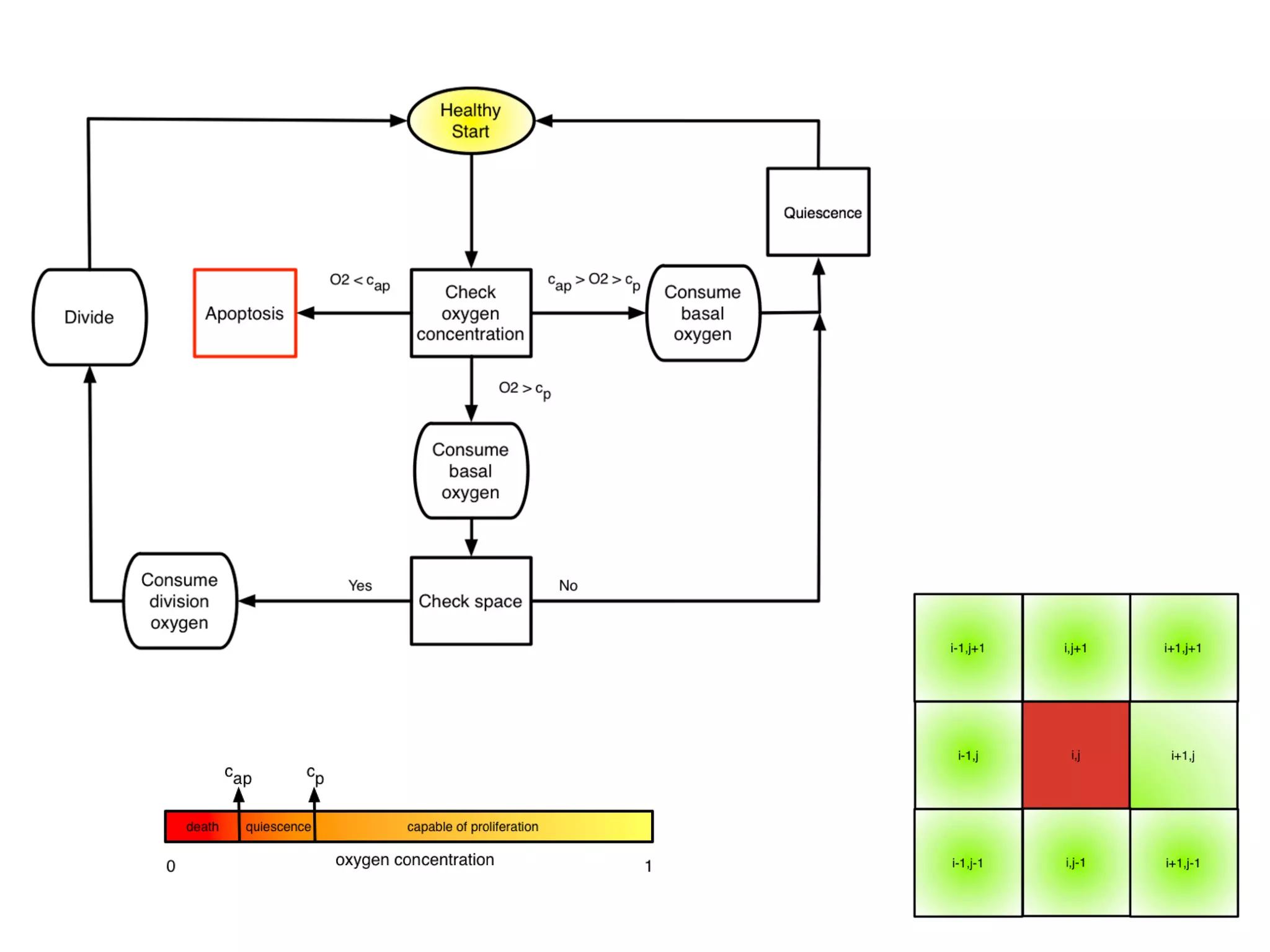 autophagy (directly translated as ‘self-eating’), a state in which they become resistant
to nutrient starvation [91], and cells are known to die on diﬀerent time scales and by
diﬀerent mechanisms (apoptosis vs. necrosis) depending on the magnitude and duration
of the hypoxic insult. While these diﬀerences have been shown to aﬀect tumour growth
[19], as this is not the main aim of this model, we will simplify this scenario by assigning
a rate, pd, for cell death at each cellular automaton update deﬁned in Section 2.2.3, when
under extreme hypoxia (i.e. c  cap).
2.2.2.4 Quiescence
When cells sense that there is not enough oxygen to divide, or experience contact inhi-
bition, they undergo a state of quiescence during which there is no division. We model
this as an oxygen threshold (c  cp) below which cellular division is not possible and by
the spatial constraint which requires the cell to be quiescent if there is not at least one
neighbouring lattice point (Moore neighbourhood, see Figure 2.7(a)) empty or inhabited
by a normal cell. When a cell senses that suﬃcient oxygen and a neighbouring site have
become available, the state of quiescence is reversed.
Figure 2.3: A summary of oxygen based cell fate threshholds. At each cellular au-
tomaton update, each cell in the domain undergoes a series of fate decisions based on the local
oxygen concentration. When c  c , cells die at rate p , when c  c  c cells are quiescent
 