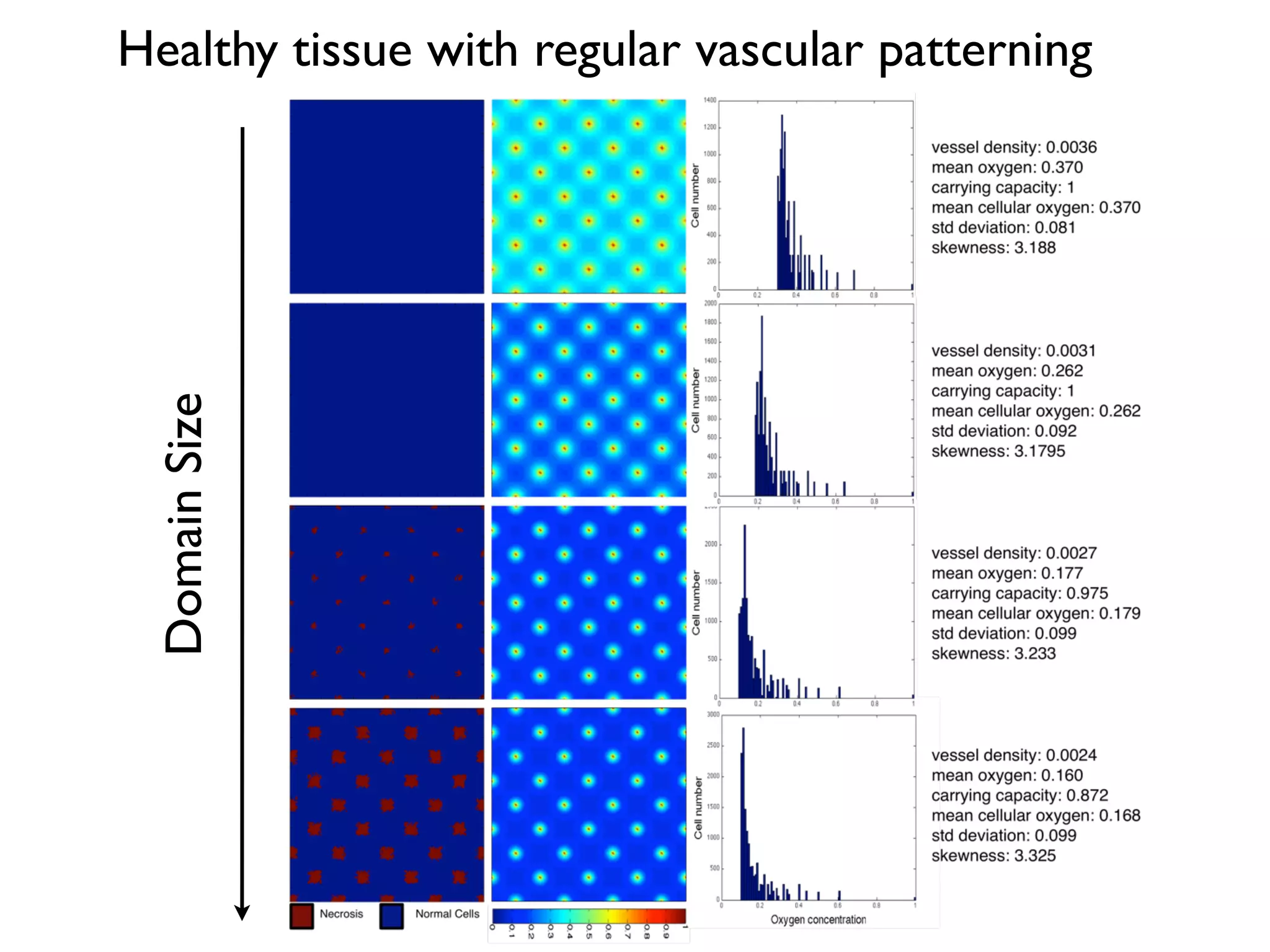 DomainSize
Healthy tissue with regular vascular patterning
 