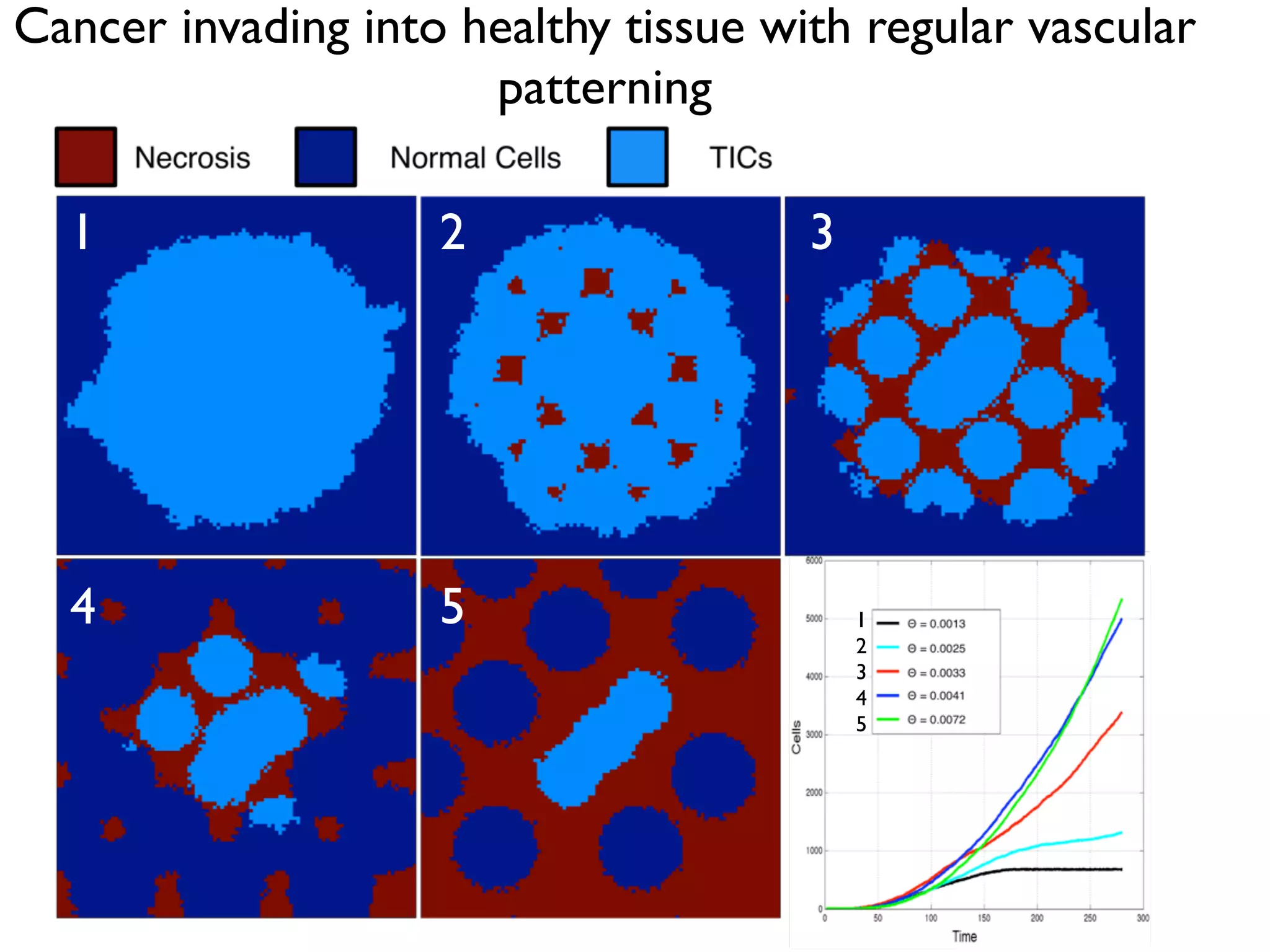 1 2 3
4 5
Cancer invading into healthy tissue with regular vascular
patterning
1
2
3
4
5
 