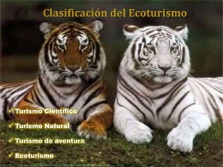 Clasificación del Ecoturismo
 Turismo Científico
 Turismo Natural
 Turismo de aventura
 Ecoturismo
 