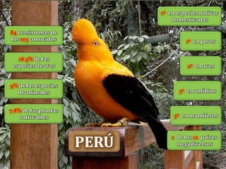 PERÚ
84 ecosistemas de
los 103 conocidos
18.5% de las
especies de aves
9% de las especies
de animales
7.8% de las plantas
cultivables
1º en especies nativas
domesticadas
1º en peces
2º en aves
3º en anfibios
3º en mamíferos
1 de los 12 países
megadiversos
 