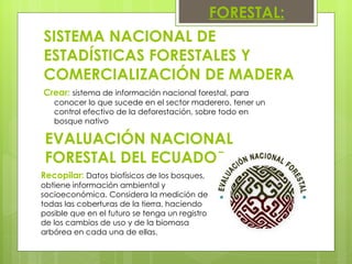 SISTEMA NACIONAL DE ESTADÍSTICAS FORESTALES Y COMERCIALIZACIÓN DE MADERA FORESTAL: Crear:  sistema de información nacional forestal, para conocer lo que sucede en el sector maderero, tener un control efectivo de la deforestación, sobre todo en bosque nativo EVALUACIÓN NACIONAL FORESTAL DEL ECUADOR Recopilar:  Datos biofísicos de los bosques, obtiene información ambiental y socioeconómica. Considera la medición de todas las coberturas de la tierra, haciendo posible que en el futuro se tenga un registro de los cambios de uso y de la biomasa arbórea en cada una de ellas. 