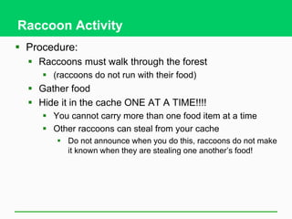  Procedure:
 Raccoons must walk through the forest
 (raccoons do not run with their food)
 Gather food
 Hide it in the cache ONE AT A TIME!!!!
 You cannot carry more than one food item at a time
 Other raccoons can steal from your cache
 Do not announce when you do this, raccoons do not make
it known when they are stealing one another’s food!
Raccoon Activity
 