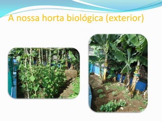 A nossa horta biológica (exterior)
 
