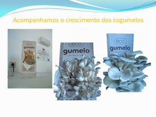 Acompanhamos o crescimento dos cogumelos
 