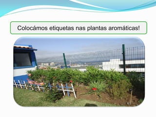 Colocámos etiquetas nas plantas aromáticas!
 