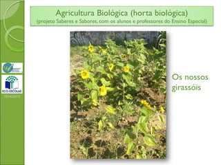 2014/2015
Os nossos
girassóis
Agricultura Biológica (horta biológica)
(projeto Saberes e Sabores, com os alunos e professores do Ensino Especial)
 