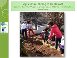 2014/2015
Agricultura Biológica (canteiros)
(canteiros 2ºA, 3ºA, 4ºA, com as professoras AnaValdevino, Fátima Coelho e
Sandra Sousa)
 