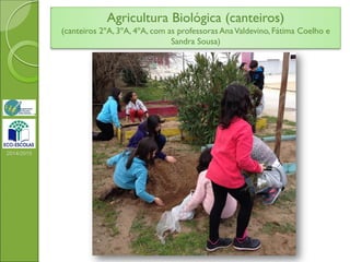 2014/2015
Agricultura Biológica (canteiros)
(canteiros 2ºA, 3ºA, 4ºA, com as professoras AnaValdevino, Fátima Coelho e
Sandra Sousa)
 