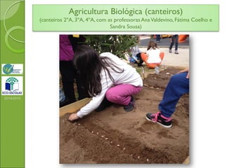 2014/2015
Agricultura Biológica (canteiros)
(canteiros 2ºA, 3ºA, 4ºA, com as professoras AnaValdevino, Fátima Coelho e
Sandra Sousa)
 