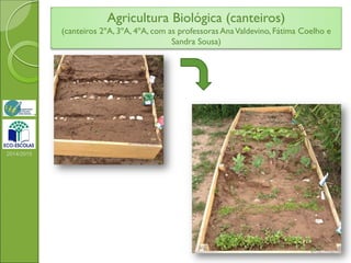 2014/2015
Agricultura Biológica (canteiros)
(canteiros 2ºA, 3ºA, 4ºA, com as professoras AnaValdevino, Fátima Coelho e
Sandra Sousa)
 
