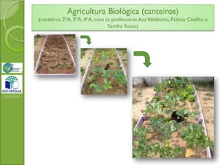 2014/2015
Agricultura Biológica (canteiros)
(canteiros 2ºA, 3ºA, 4ºA, com as professoras AnaValdevino, Fátima Coelho e
Sandra Sousa)
 