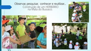 Observar, pesquisar, conhecer e reutilizar…
Construção de um HERBÁRIO
na Mata do Bussaco.
 
