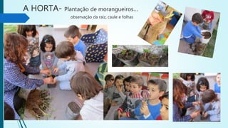 A HORTA- Plantação de morangueiros…
observação da raiz, caule e folhas
 