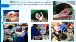 FLORESTA -sementeira de sementes de árvores e plantas da
Mata do Bussaco ( aderno, gilbardeira, sobreiro e azevinho).
 