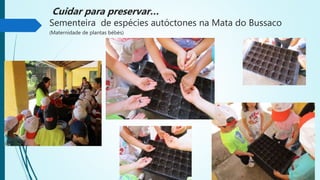 Cuidar para preservar…
Sementeira de espécies autóctones na Mata do Bussaco
(Maternidade de plantas bébés)
 