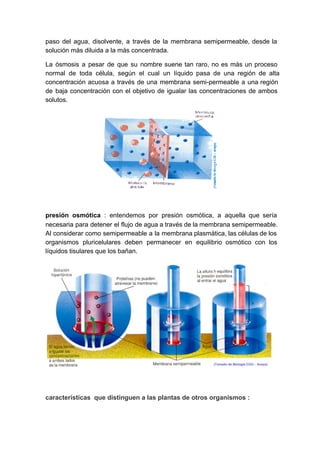 paso del agua, disolvente, a través de la membrana semipermeable, desde la                     
solución más diluida a la más concentrada.
La ósmosis a pesar de que su nombre suene tan raro, no es más un proceso                             
normal de toda célula, según el cual un líquido pasa de una región de alta                           
concentración acuosa a través de una membrana semi­permeable a una región                   
de baja concentración con el objetivo de igualar las concentraciones de ambos                     
solutos.
presión osmótica : entendemos por presión osmótica, a aquella que sería                   
necesaria para detener el flujo de agua a través de la membrana semipermeable.                       
Al considerar como semipermeable a la membrana plasmática, las células de los                     
organismos pluricelulares deben permanecer en equilibrio osmótico con los               
líquidos tisulares que los bañan.
características  que distinguen a las plantas de otros organismos :
 