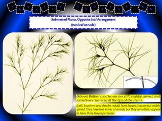 Aquatic Plant Management Method | PPTX
