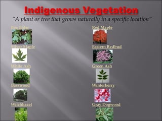“ A plant or tree that grows naturally in a specific location” Box Elder Red Maple Silver Maple Eastern Redbud White Ash Green Ash Basswood Winterberry Witchhazel Gray Dogwood 