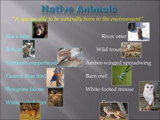 “ A species able to be naturally born in the environment” Black bear River otter Bobcat   Wild trout Northern copperhead Amber-winged spreadwing Eastern blue bird Barn owl Peregrine falcon White-footed mouse White-tailed deer Coyote 