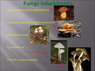 Boletus auripes (yellow stalked bolete) Laetiporus sulphureus (chicken mushroom) Panaeolus cinctulus Gymnopilus sp. Psilocybe ovoideocystidiata 