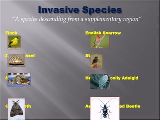 “ A species descending from a supplementary region” Finch English Sparrow Zebra Mussel Starling Snakehead Hemlock Woolly Adelgid Gypsy Moth Asian Longhorned Beetle 