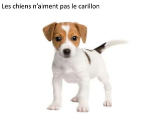 Les chiens n’aiment pas le carillon