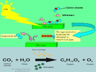 Prof. Shashank Chaurasiya
bansalpharmacy.com
 