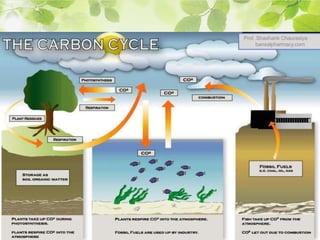 Prof. Shashank Chaurasiya
bansalpharmacy.com
 
