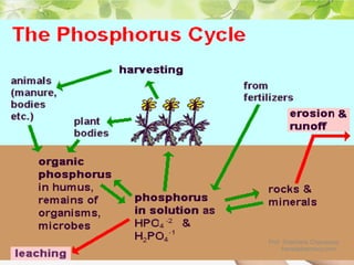 Prof. Shashank Chaurasiya
bansalpharmacy.com
 