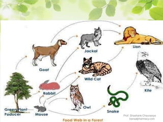 Prof. Shashank Chaurasiya
bansalpharmacy.com
 