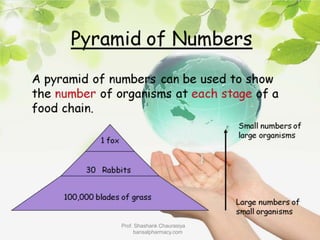 Prof. Shashank Chaurasiya
bansalpharmacy.com
 