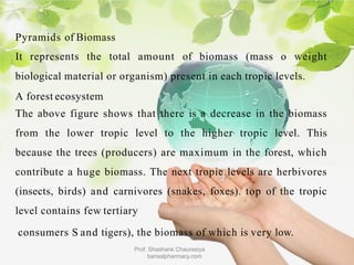 Pyramids of Biomass
It represents the total amount of biomass (mass o weight
biological material or organism) present in each tropic levels.
A forest ecosystem
The above figure shows that there is a decrease in the biomass
from the lower tropic level to the higher tropic level. This
because the trees (producers) are maximum in the forest, which
contribute a huge biomass. The next tropic levels are herbivores
(insects, birds) and carnivores (snakes, foxes). top of the tropic
level contains few tertiary
consumers S and tigers), the biomass of which is very low.
Prof. Shashank Chaurasiya
bansalpharmacy.com
 