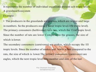 It represents the number of individual organisms present ach tropic levels.
A grassland Ecosystem
Example
• The producers in the grasslands are grasses, which are in size and large
in numbers. So the producers occupy lower tropic level (1St tropic level).
The primary consumers (herbivores) •are rats, which the 11rid tropic level.
Since the number of rats are lower Compared to the grasses, the size of
which is lower.
The secondary consumers (carnivores) are snakes, which occupy the 1I1
tropic levels. Since the number of snakes are1 lower when compared to the
rats, the size of which is 1ower.The tertiary consumers (carnivores) are
eagles, which the next tropic level. The number and size .of the last
Prof. Shashank Chaurasiya
bansalpharmacy.com
 