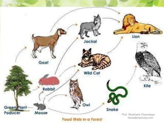 Prof. Shashank Chaurasiya
bansalpharmacy.com
 