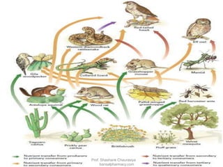 Prof. Shashank Chaurasiya
bansalpharmacy.com
 