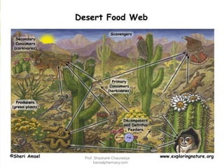 Prof. Shashank Chaurasiya
bansalpharmacy.com
 