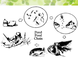 Prof. Shashank Chaurasiya
bansalpharmacy.com
 