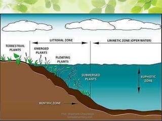 Prof. Shashank Chaurasiya
bansalpharmacy.com
 