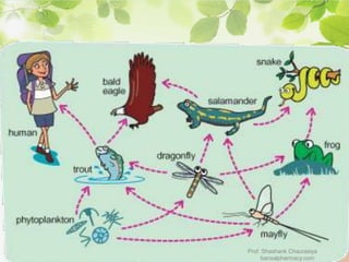 Prof. Shashank Chaurasiya
bansalpharmacy.com
 