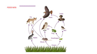 FOOD WEB
 