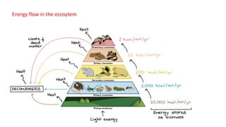 Energy flow in the ecosytem
 