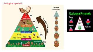 Ecological pyramid
 